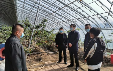 走进田间地头的镇党委副书记、镇长胡锋