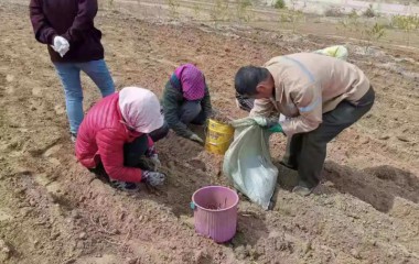 锦州义县大榆树堡镇：抢抓时令种黄芩，乡村振兴正当时