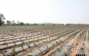 义县县长检查春耕情况和护林防火工作