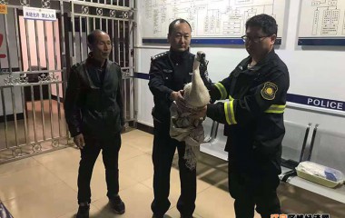 法律意识很重要啊！否则差一点就把天鹅给炖了