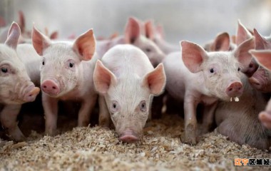 盘锦猪肉每斤11元左右，已连续14周下跌！