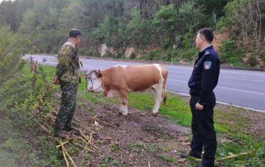 耕牛走失急懵圈，民警赶来解难题