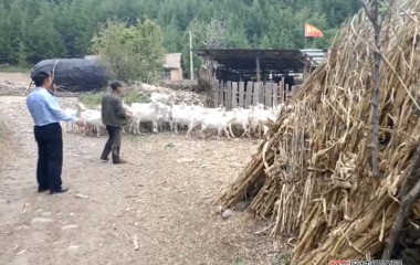 72只山羊集体失踪？普乐堡派出所及时寻回