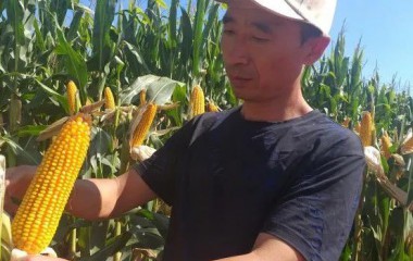 铁岭县：用上现代农业技术，农民增产又增收