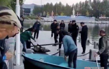 桓仁民警成功救助掉湖里野猪
