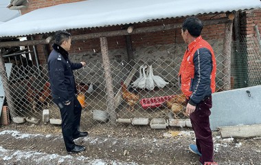 大鹅集体“出逃”，警车“押送”回家