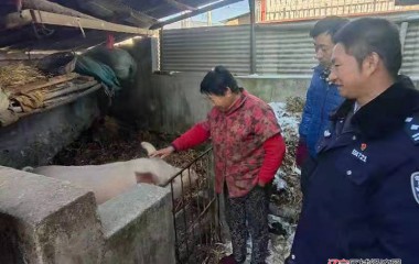 年猪跑了，民警追踪9小时找回
