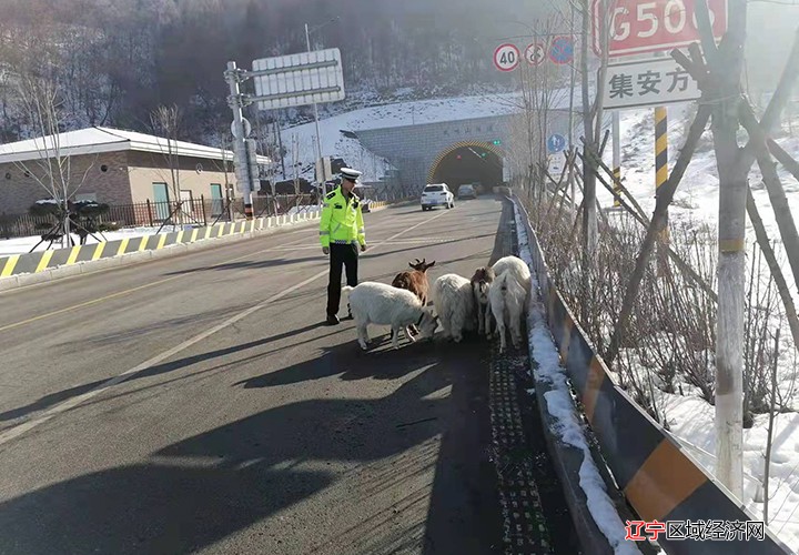 寻找山羊主人2