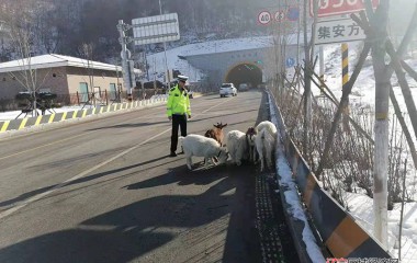 羊群误入隧道口，交警化身“牧羊人”