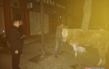 五女山派出所为村民找回走失老牛