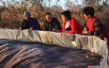 乡村发展和群众致富路上的带头人