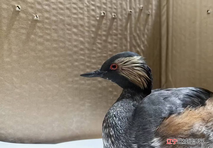 䴙䴘鸟1