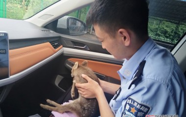 桓仁民警救助国家二级保护动物